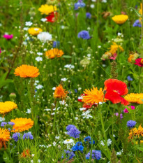 Květinová směs - Tempo květinová flóra - osivo Kiepenkerl - 1 ks