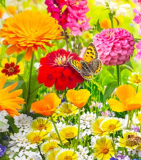 Květinová směs - Květinový koberec - osivo Kiepenkerl - 1 ks