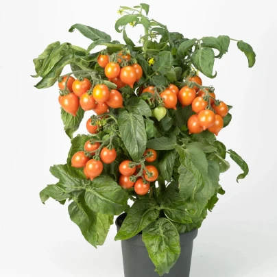 Rajče Evita Compact F1 Orange - Solanum lycopersicum - osivo rajčat - 6 ks
