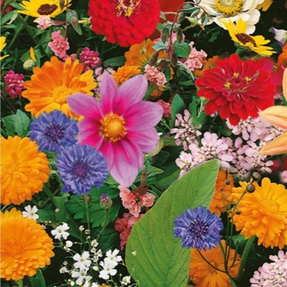 Květinová směs - Pestrý letní zázrak - osivo Kiepenkerl - 1 ks