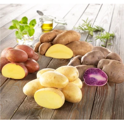 Sadbové brambory - 4 druhy - Solanum tuberosum - sadba - 12 ks