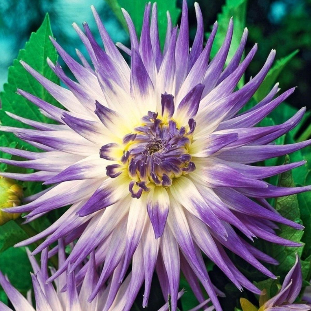 Jiřinka Veritable - Dahlia - hlízy jiřinek - 1 ks