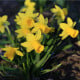 Narcis Tete a Tete - Narcissus - cibule narcisů - 3 ks