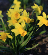 Narcis Tete a Tete - Narcissus - cibule narcisů - 3 ks