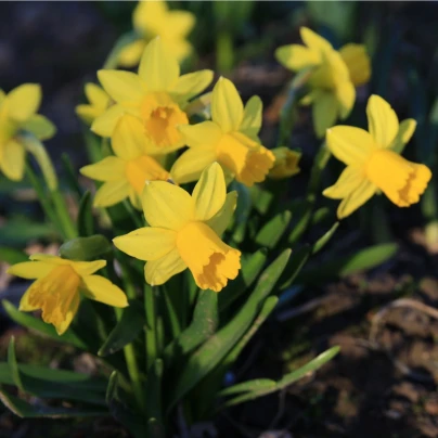 Narcis Tete a Tete - Narcissus - cibule narcisů - 3 ks