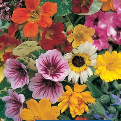 Směs květin - jedlé květy - osivo Kiepenkerl - směs letniček - 1 ks