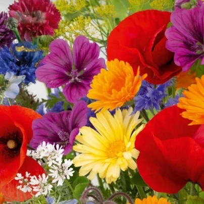 Květinová směs - Rozkvetlá přírodní louka - osivo Kiepenkerl - 1 ks