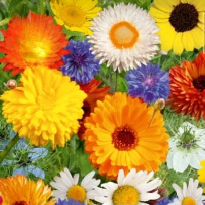 Květinová směs - Divoké a zahradní květiny - osivo Kiepenkerl - 1 ks