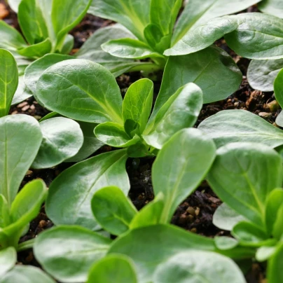 Polníček Gala - PowerSaat - Valerianella locusta - osivo Kiepenkerl - 1 ks
