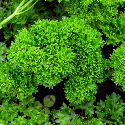 Petržel Grandeur - PowerSaat - Petroselinum crispum - osivo Kiepenkerl - 1 ks