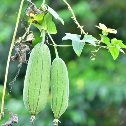 BIO Lufa válcovitá – Luffa cylindrica – osivo lufy