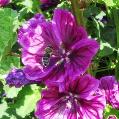 BIO Sléz lesní tmavě fialový - Malva sylvestris - osivo slézu - 50 ks