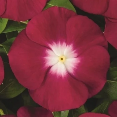 Barvínek Atlantis Burgundy Halo - Catharanthus roseus - osivo barvínku - 30 ks
