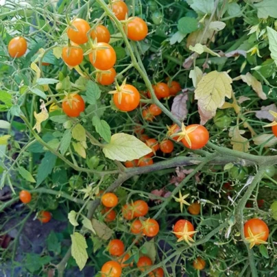 Rajče keříčkové Microberry - Solanum lycopersicum - osivo rajčat - 6 ks