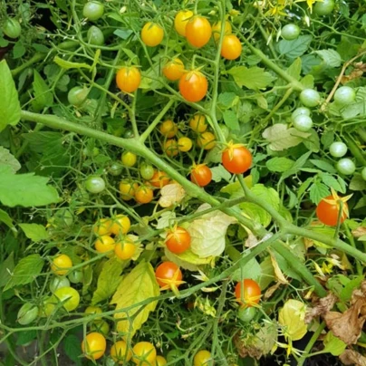 Rajče keříčkové Microberry - Solanum lycopersicum - osivo rajčat - 6 ks