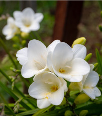 Frézie bílá – Freesia – frézie – hlízy