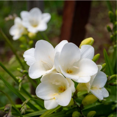 Frézie bílá – Freesia – frézie – hlízy
