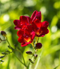 Frézie červená - Freesia - hlízy frézií - 3 ks