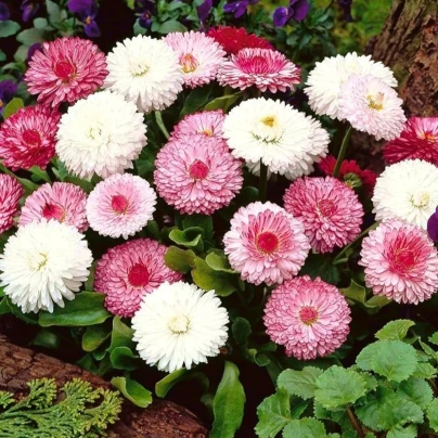 Sedmikráska obecná růžové odstíny - Bellis perennis monstrosa - osivo sedmikrásky - 200 ks