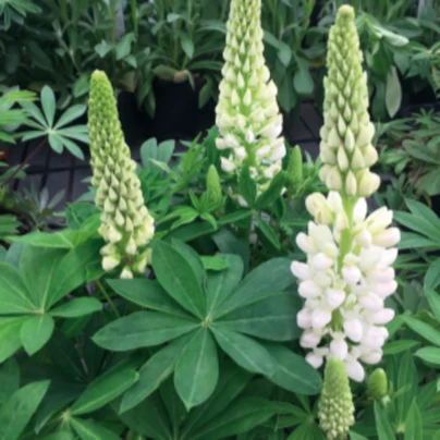 Lupina mnoholistá Lupini Bílá - Lupinus polyphyllus - osivo lupiny - 15 ks