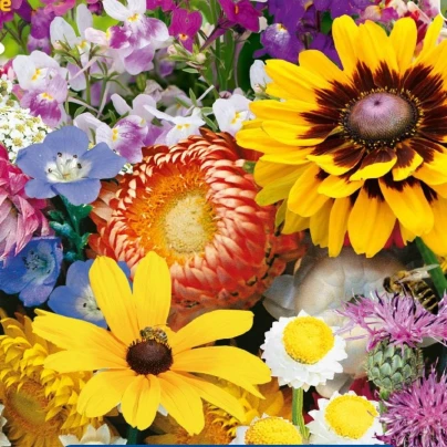 Květinová směs pro zahradní suché kouty - osivo Kiepenkerl - směs letniček - 1 ks