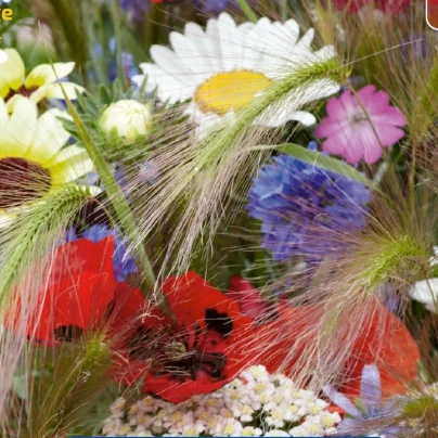 Směs květin - Záhon v kukuřičném poli - osivo Kiepenkerl - směs letniček - 1 ks