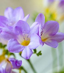 Frézie modrá – Freesia – frézie – hlízy