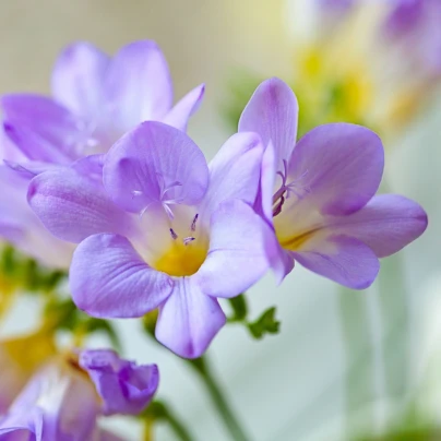Frézie modrá – Freesia – frézie – hlízy