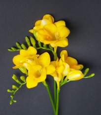 Frézie žlutá - Freesia - hlízy frézií - 3 ks