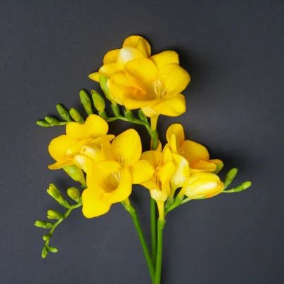 Frézie žlutá - Freesia - hlízy frézií - 3 ks
