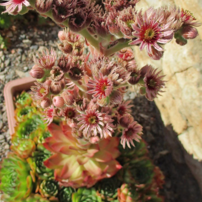 Netřesk střešní - Sempervivum tectorum - osivo netřesku - 30 ks