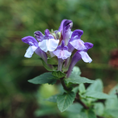 Šišák alpský - Scutellaria alpina - osivo šišáku - 15 ks