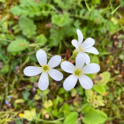 Lomikámen zrnatý - Saxifraga granulata - osivo lomikamene - 100 ks