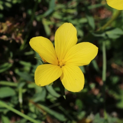 Len hlavatý - Linum capitatum - osivo lnu - 100 ks