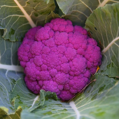 Květák Purpurina F1 - Brassica oleracea - osivo květáku - 10 ks