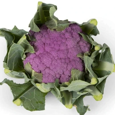 Květák Purpurina F1 - Brassica oleracea - osivo květáku - 10 ks