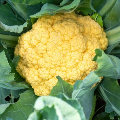 Květák Lisboa F1 - Brassica oleracea - osivo květáku - 10 ks