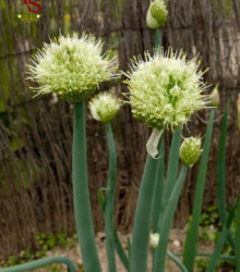 Cibule sečka - Allium fistulosum L. - semena cibule - 1 gr