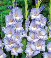 Gladiol Cobain – Gladiolus – mečíky – hlízy