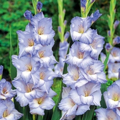 Gladiol Cobain – Gladiolus – mečíky – hlízy