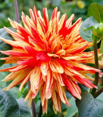 Jiřinka Striped Vulcan - Dahlia - hlízy jiřinek - 1 ks
