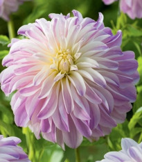 Jiřinka Time For All - Dahlia - hlízy jiřinek - 1 ks