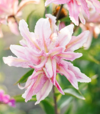 Lilie Broken Heart - Lilium - cibule lilií - 1 ks