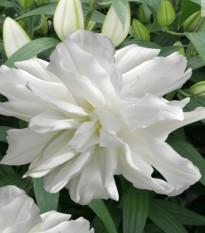 Lilie Lotus Ice - Lilium - cibule lilií - 1 ks