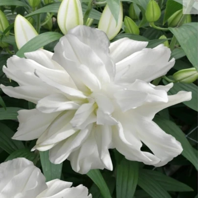 Lilie Lotus Ice - Lilium - cibule lilií - 1 ks