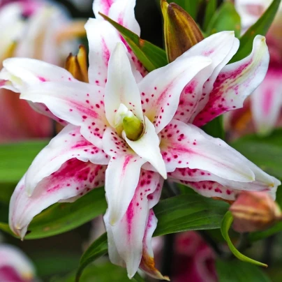 Lilie Magic Star - Lilium - cibule lilií - 1 ks