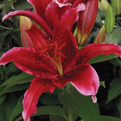 Lilie Red Flash - Lilium - cibule lilií - 1 ks