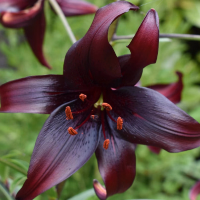 Lilie Landini - Lilium - cibule lilií - 1 ks