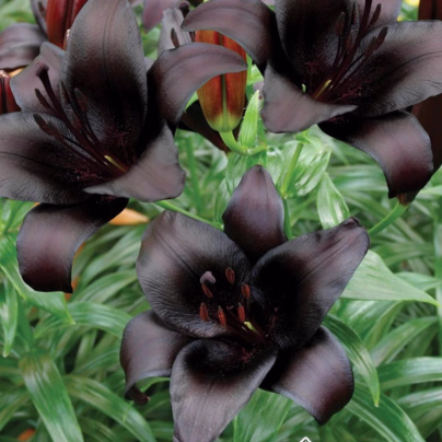 Lilie Landini - Lilium - cibule lilií - 1 ks