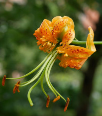 Lilie Henryi - Lilium - cibule lilií - 1 ks
